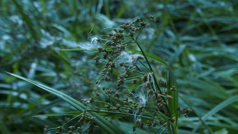 Scirpus sylvaticus (Cyperaceae)